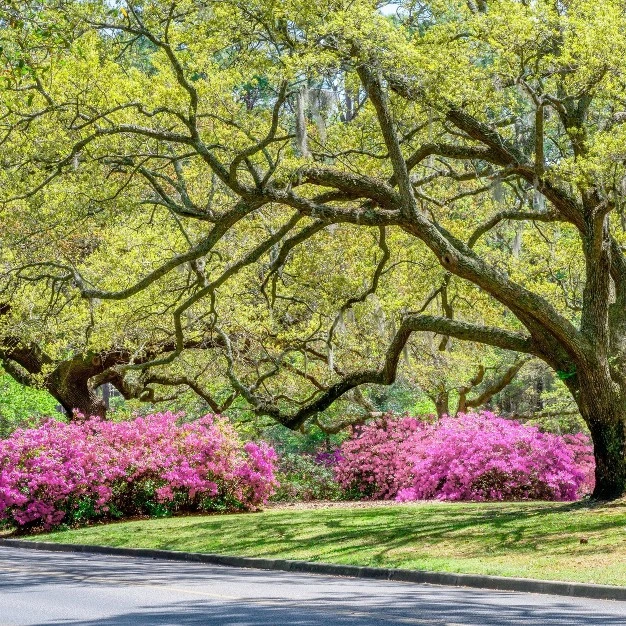 2.5qt Rosebud Azalea Plant With Pink Blooms - National Plant Network