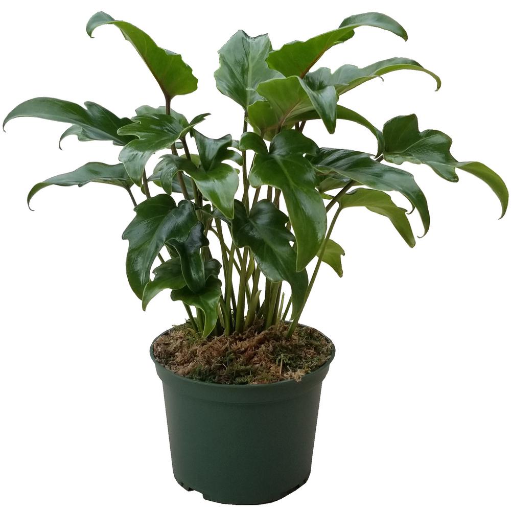 Xanadu Cut Leaf Philodendron - Live Plant in a 6 Inch Pot - Philodendron Danadu - Compact Easy Care Evergreen Shrub