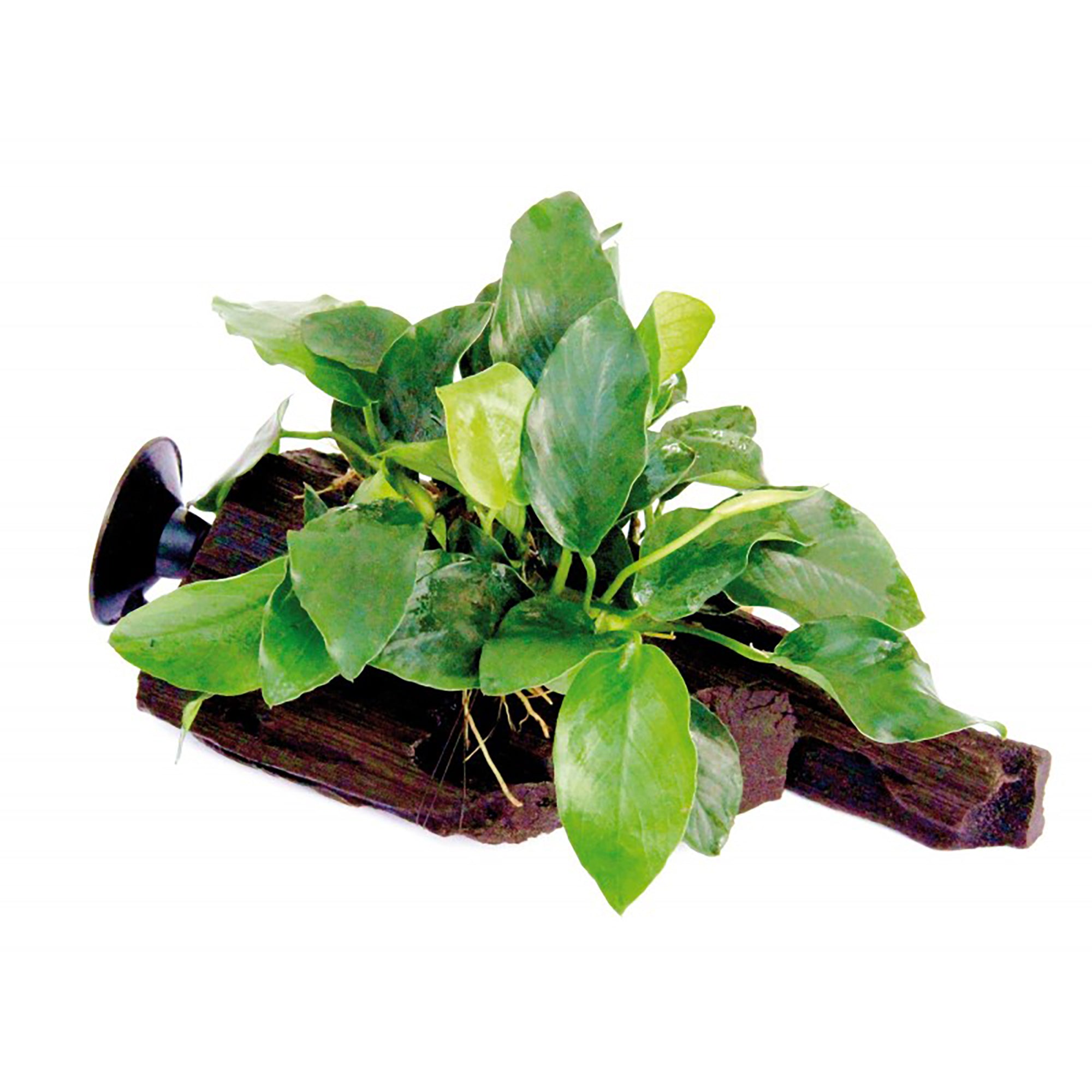 Anubias Barteri (Nana) Bare Root Small Live Aquarium Plants BUY2 GET1 FREE