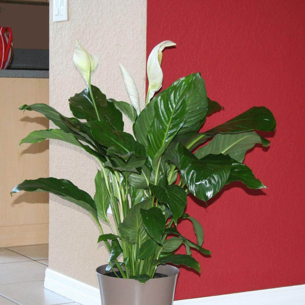 Costa Farms Spathiphyllum Sweet Pablo Indoor Peace Lily in 9.25 in. Grower Pot Avg. Shipping Height 2-3 ft. Tall 10SPATHSWEET