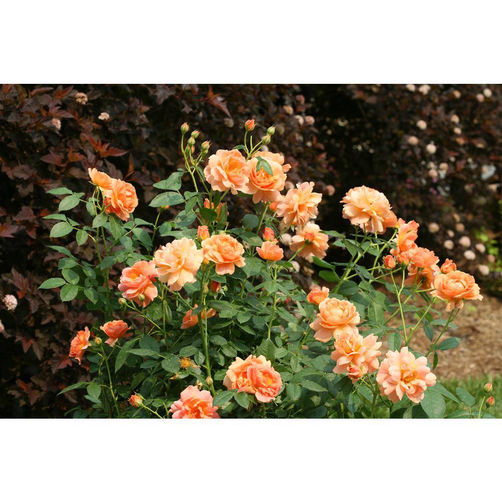 PROVEN WINNERS 4.5 in. Qt. At Last Rose (Rosa) Live Shrub Orange Flowers ROSPRC2017800