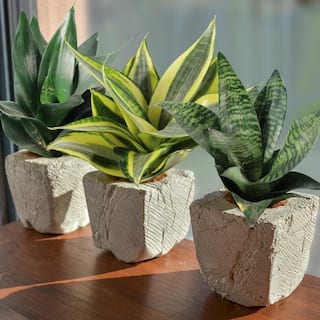 national PLANT NETWORK 4 in. Sansevieria Hahnii (3-Pack) HD1825