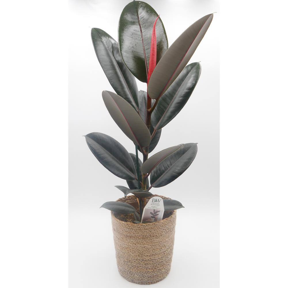 PROVEN WINNERS leafjoy Collection Ficus Elastica Abijan (Rubber Plant) Live Indoor Plant in 7 in. Seagrass Pot Avg Ship Height 15 in. PWFEA6SEA1PK