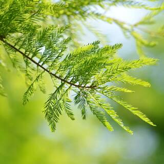 national PLANT NETWORK 2.25 Gal. Deciduous Bald Cypress Tree HD7076