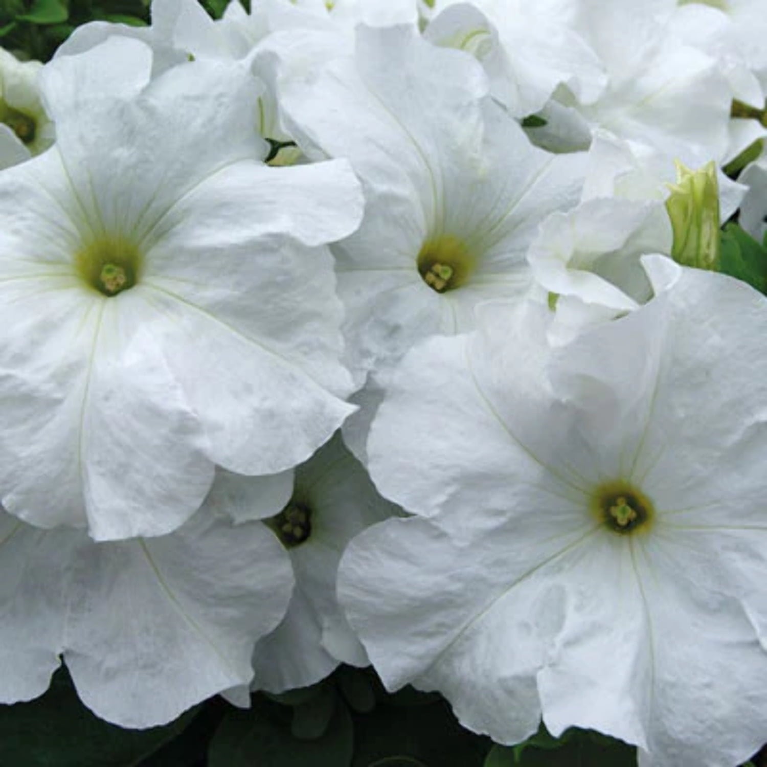 Petunia Limbo GP White F1 Seed