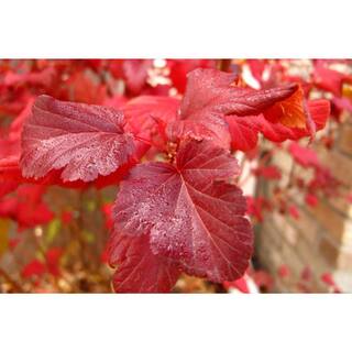 Online Orchards 1 Gal. Summer Wine Ninebark Shrub SBNB003