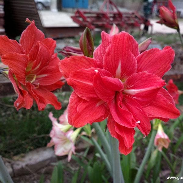 Amaryllis Lily Double ( Red ) - Plant