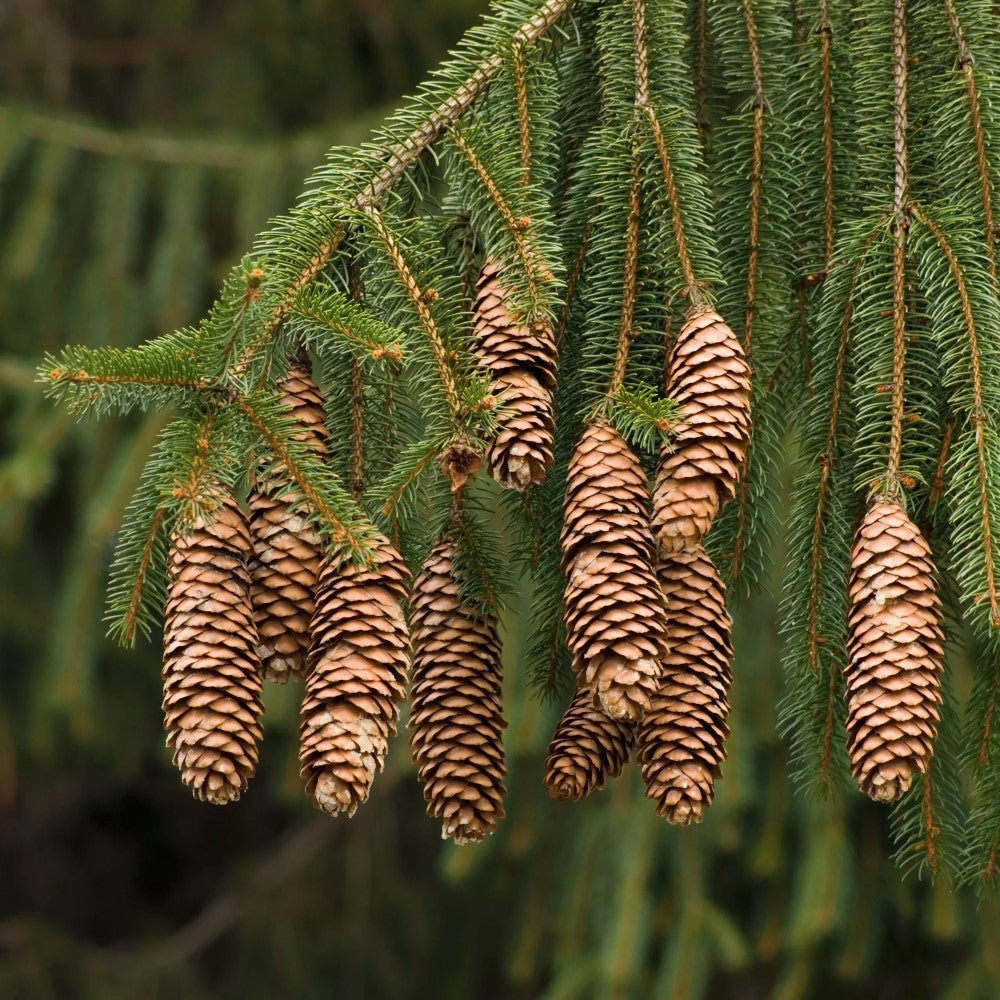 Norway Spruce- Live Mini Christmas Tree