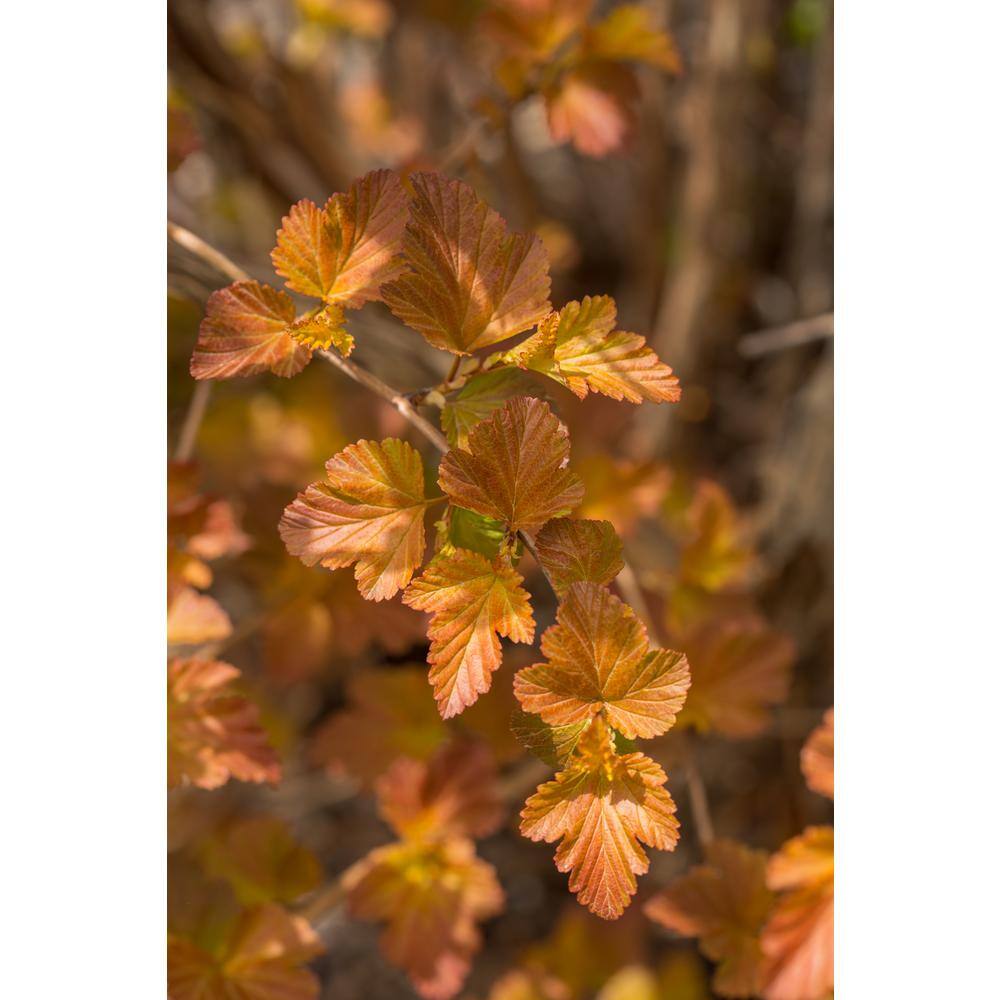 FIRST EDITIONS 2 Gal. Amber Jubilee Ninebark (Physocarpus) Live Shrub with White Flowers O58412F