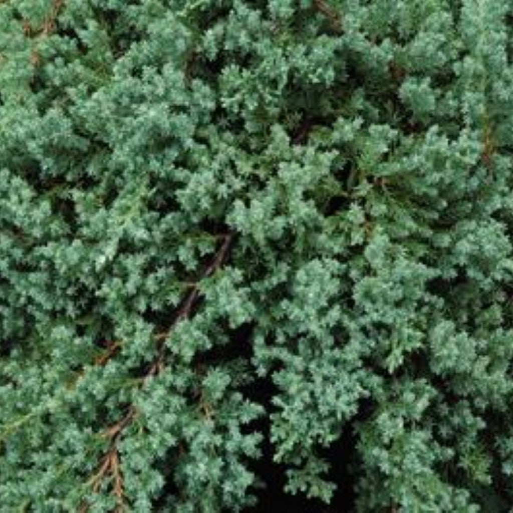 Procumbens Nana Juniper- Great for Bonsai and Christmas Tree