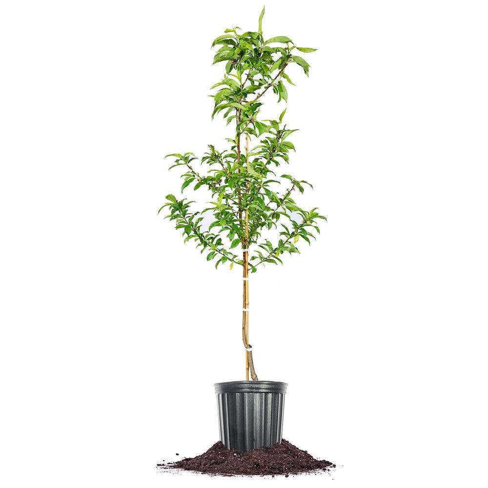 Perfect Plants 4-5 ft. Tall Flordaking Peach Tree in Grower's Pot THD00412