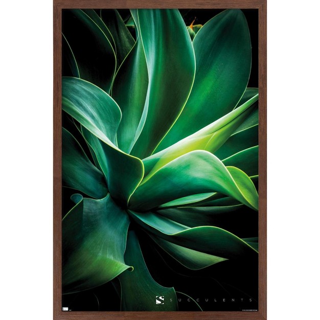 Trends International Succulents Closeup Framed Wall Poster Prints