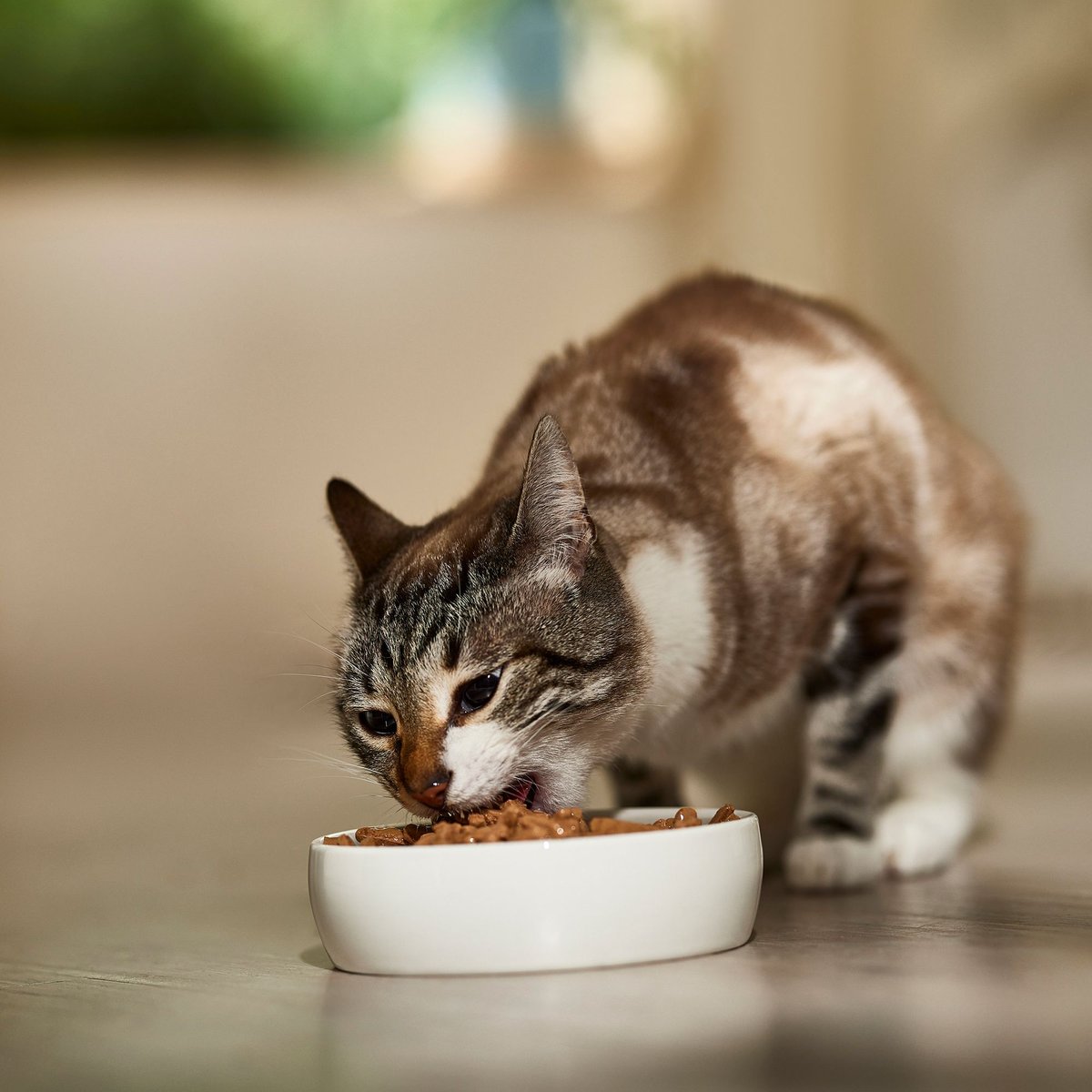 9 Lives Hearty Cuts with Real Turkey in Gravy Canned Cat Food