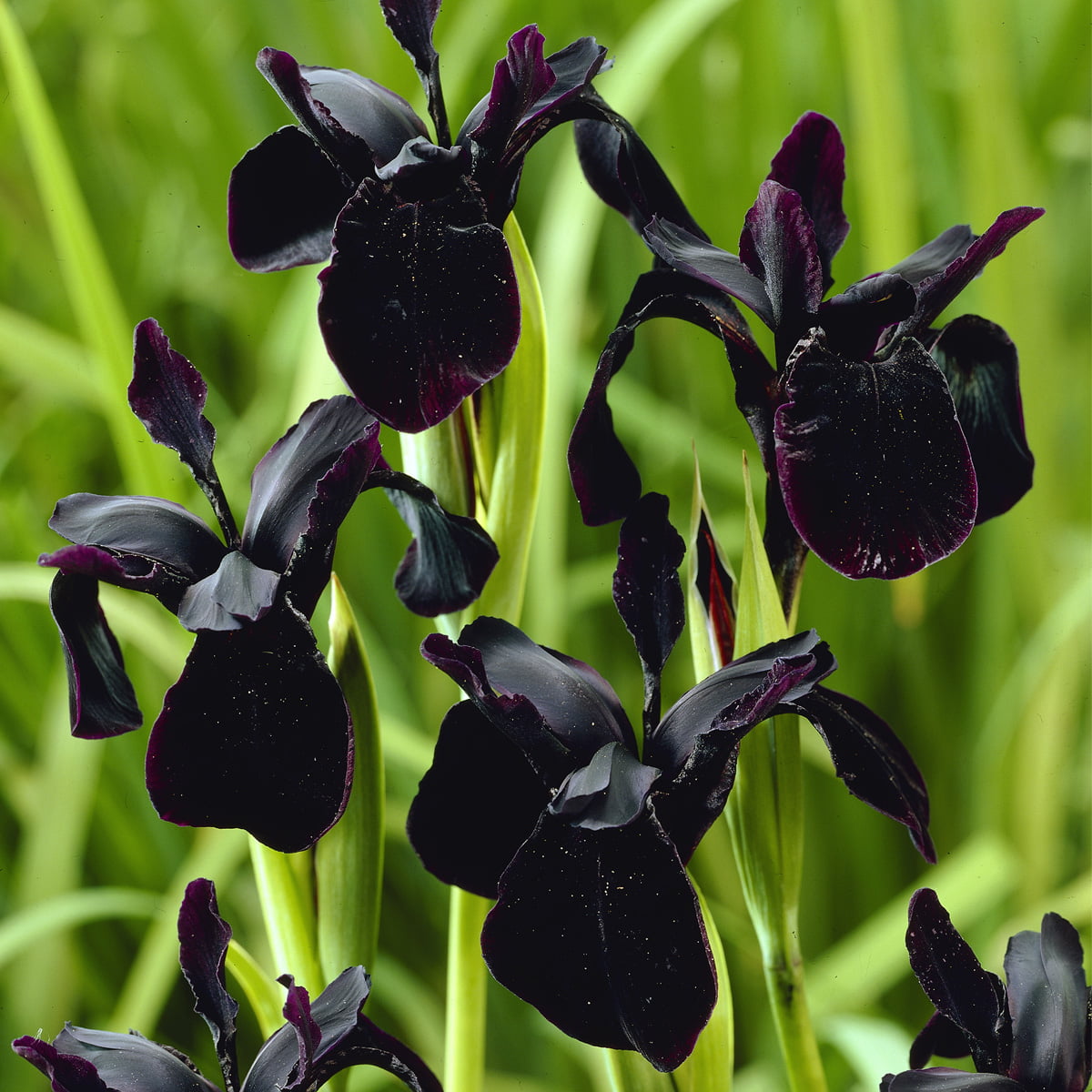 Van Zyverden Iris Black Chrysographes Set of 3 Bulbs Black Part Sun