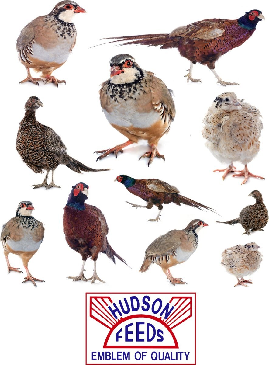 Hudson Feeds Poultry Feeds Game Bird Food， 50-lb bag