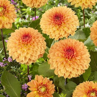 VAN ZYVERDEN Dahlias Orange Impact (Set  of 5 Bulbs) 84506