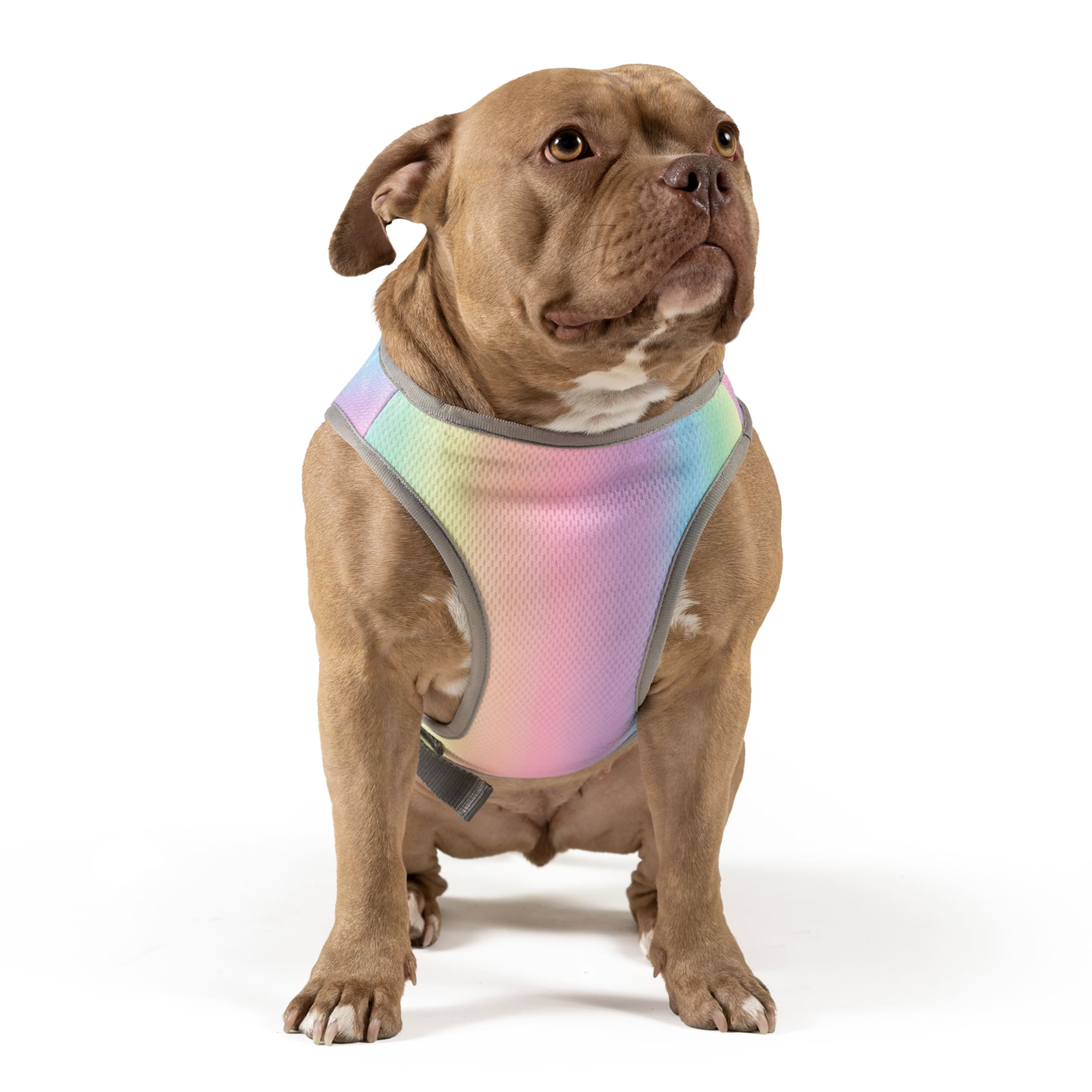 Canada Pooch Rainbow Chill Seeker Cooling Dog Vest， X-Small