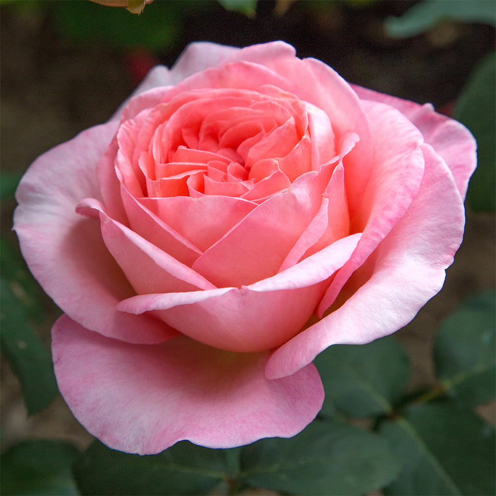 2g Bloomables Rose Sweet Mademoiselle