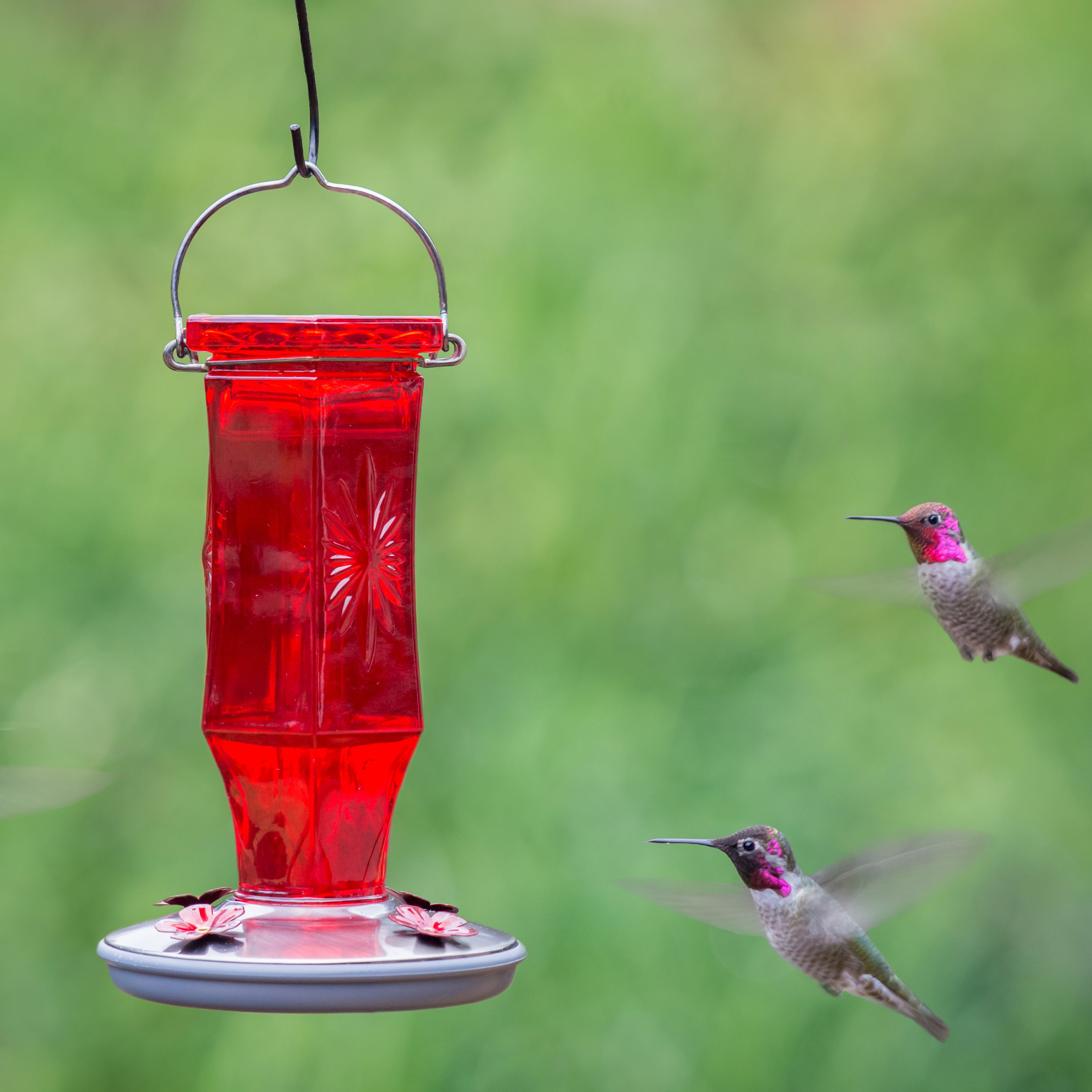 Perky-Pet 16 oz Ruby Starburst Vintage Hummingbird Feeder