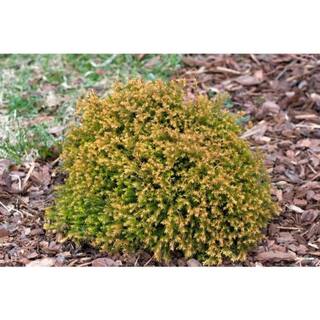 Online Orchards 1 Gal. Rheingold Arborvitae Shrub with Coral Shaped Copper Colored Foliage CFAR004