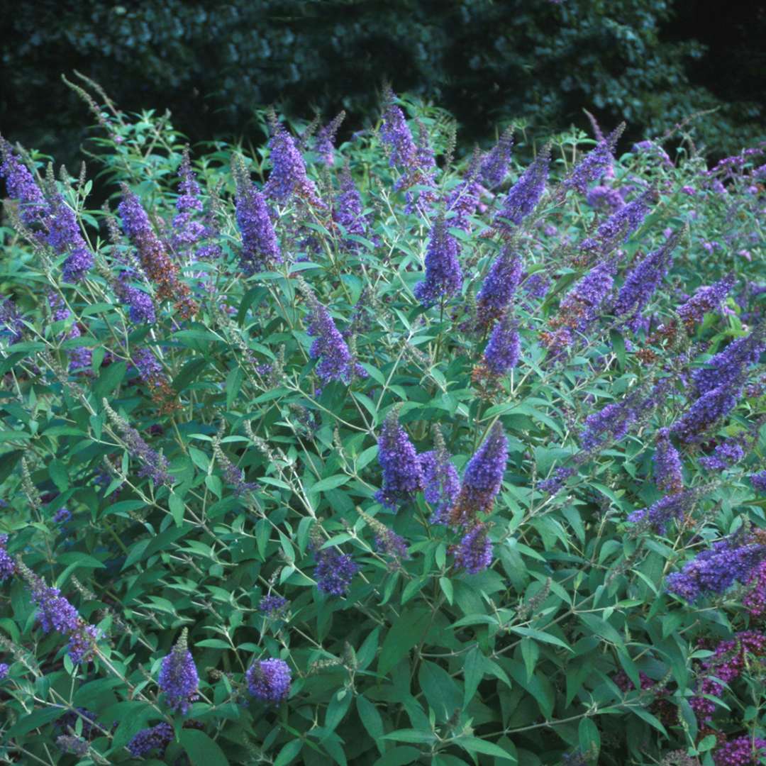 Ellen's Blue Butterfly Bush Shrub