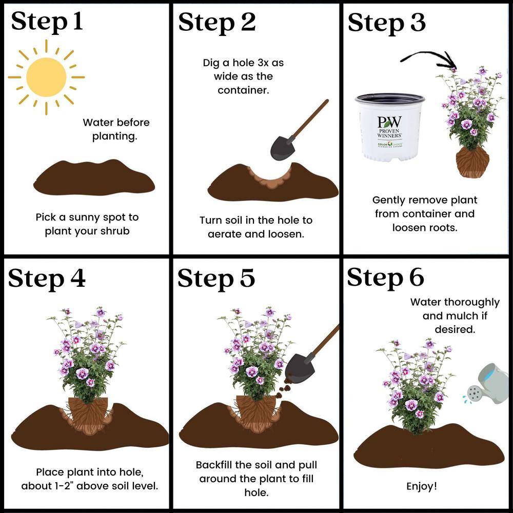 PROVEN WINNERS 5 Gal. Purple Pillar Rose of Sharon (Hibiscus) Shrub with Purple Flowers 13911