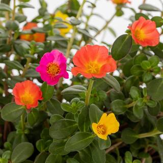 METROLINA GREENHOUSES 3 Qt. Orange Pink Yellow Drop N Decorate Smarty Party Portulaca Purslane Combo Annual Plant (2-Pack) 4528