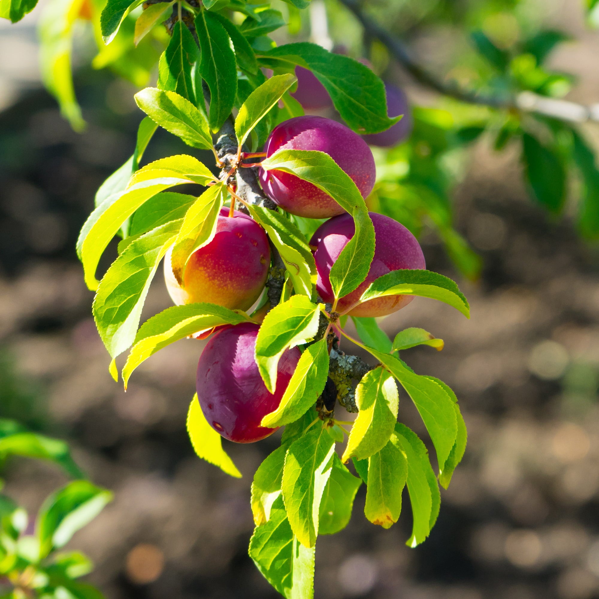 4-5ft Methley Plum Tree - Heavy Producer of Sweet Fruit - Fragrant White Flowers