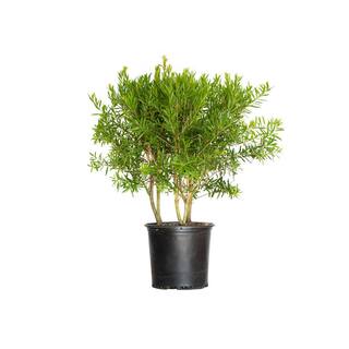 FLOWERWOOD Red Cluster Bottlebrush (Callistemon rigidus) 2.5 Gal Bottlebrush Like Flower Clusters Live Evergreen Accent Shrub 09213FL