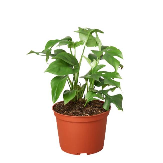 House Plant Dropship 6-MONSTERA-MINIMA 6 in. Philodendron Mini Monstera Minima Pot