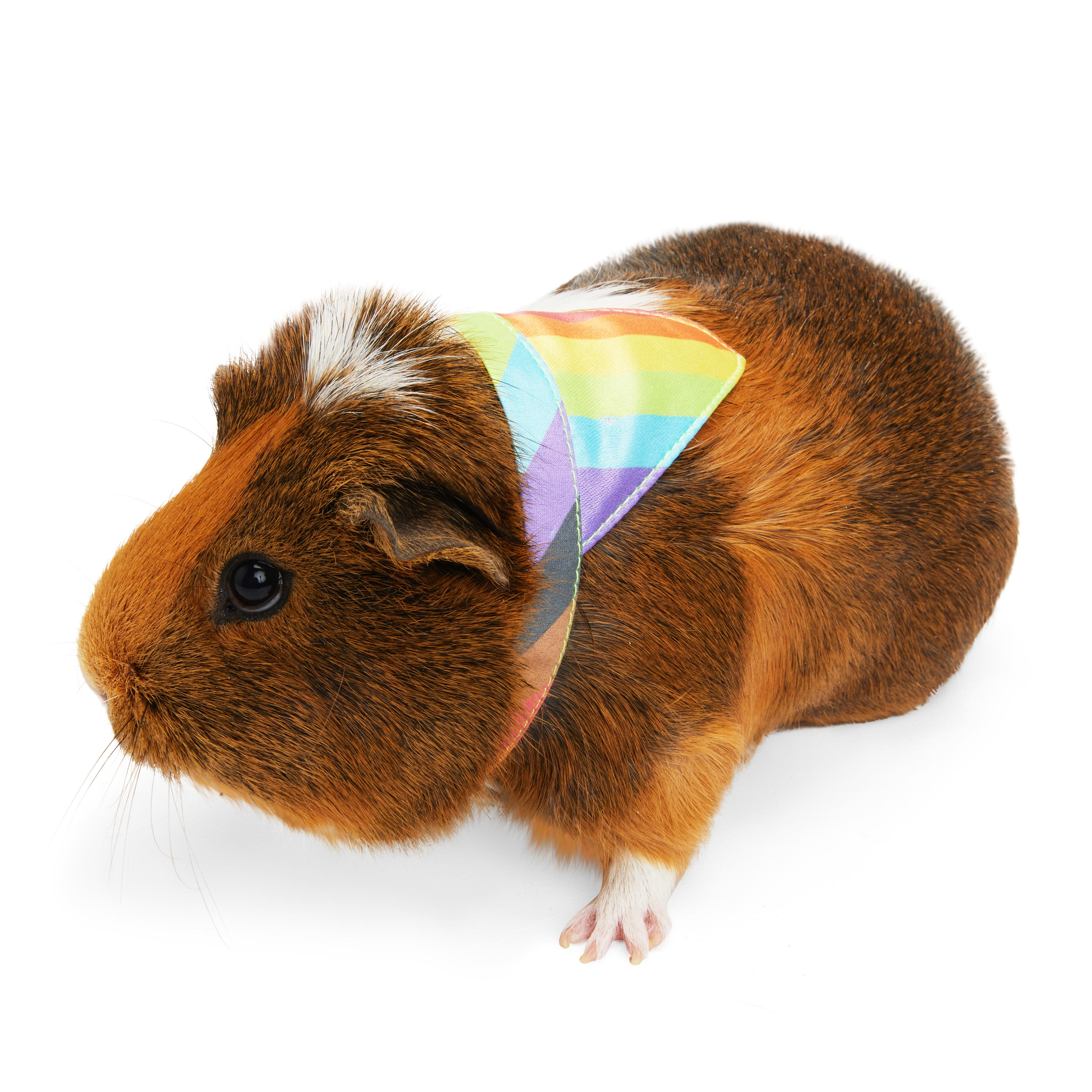 YOULY Guinea Pig Pride Bandana