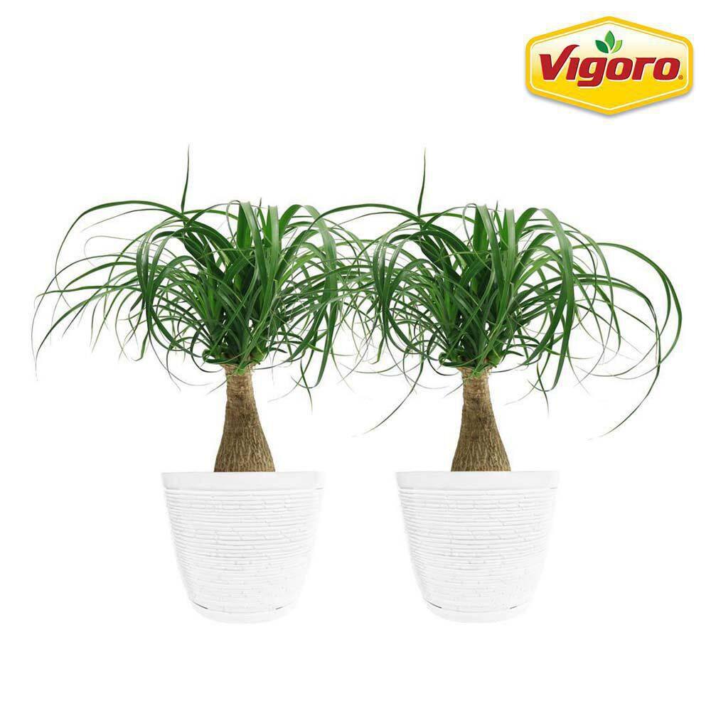 Vigoro Ponytail Palm Indoor Plant in 6 in. White Ribbed Plastic Décor Planter Avg. Shipping Height 1-2 ft. Tall (2-Pack) CO.PONY.3.VI.WH