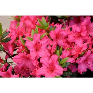 BELL NURSERY 1 Gal. Saybrook Glory Azalea Live Flowering Evergreen Shrub Pink Flowers AZLEA2SBG1PK