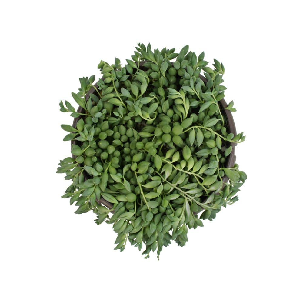 SMART PLANET 6 in. Senecio Hybrid Raindrops Hanging Basket 0883258