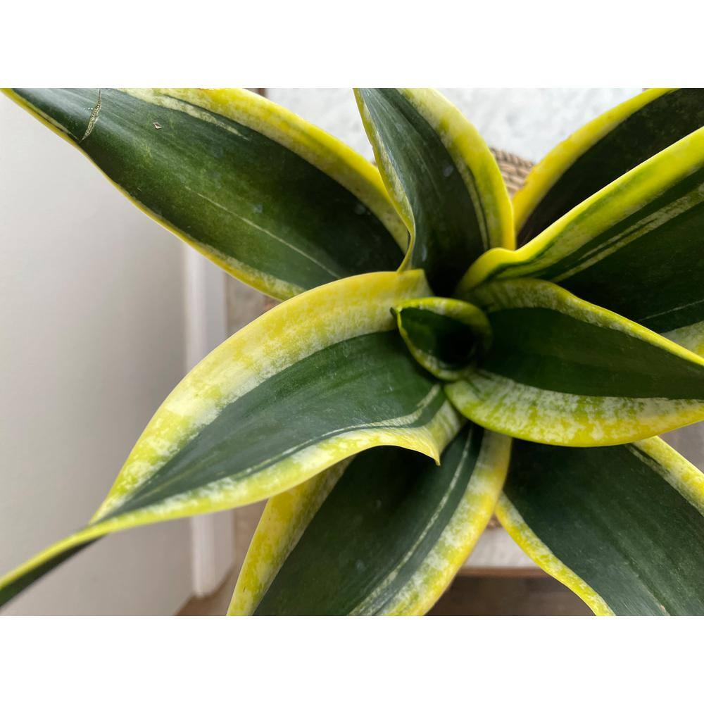 EVERBLOOM GROWERS INC. 6 in. Snake Plant Sansevieria Plant Grower's Choice in White Deco Pot 6SANS