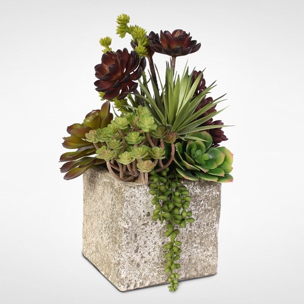 Succulent，Hen，and Chicks Coastal Cottage Arrangement in Stone Pot