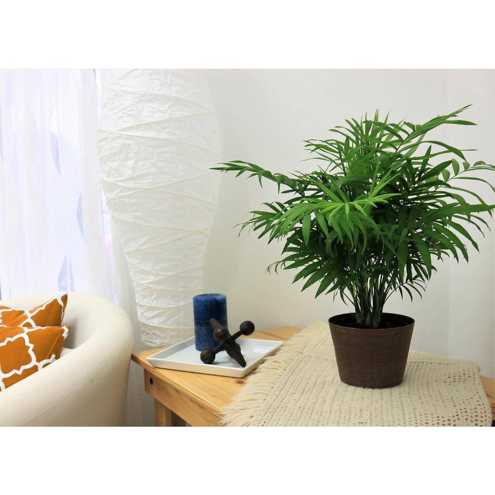 Vigoro 10 in. Cateracterum Palm (Cat Palm) and (2) 6 in. Neanthebella Palm Plant in White Decor Planter (3 Pack) ML-CNE-S-VPW-03