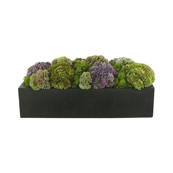 Sedum and Thistle Arranged in Rectangular Planter