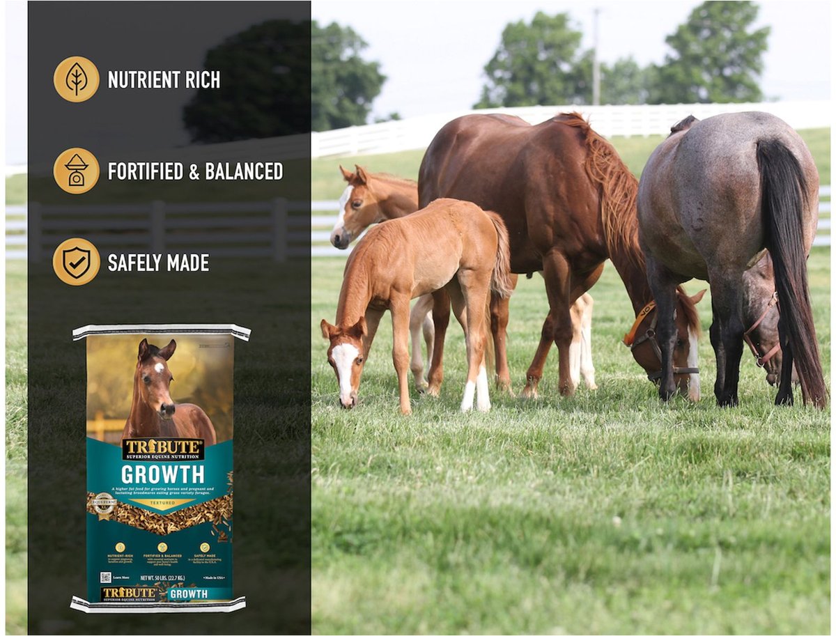 Tribute Equine Nutrition Growth Textured Horse Feed