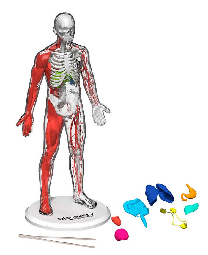 Discovery #MINDBLOWN 3D Human Anatomy 28-Piece Biology Model