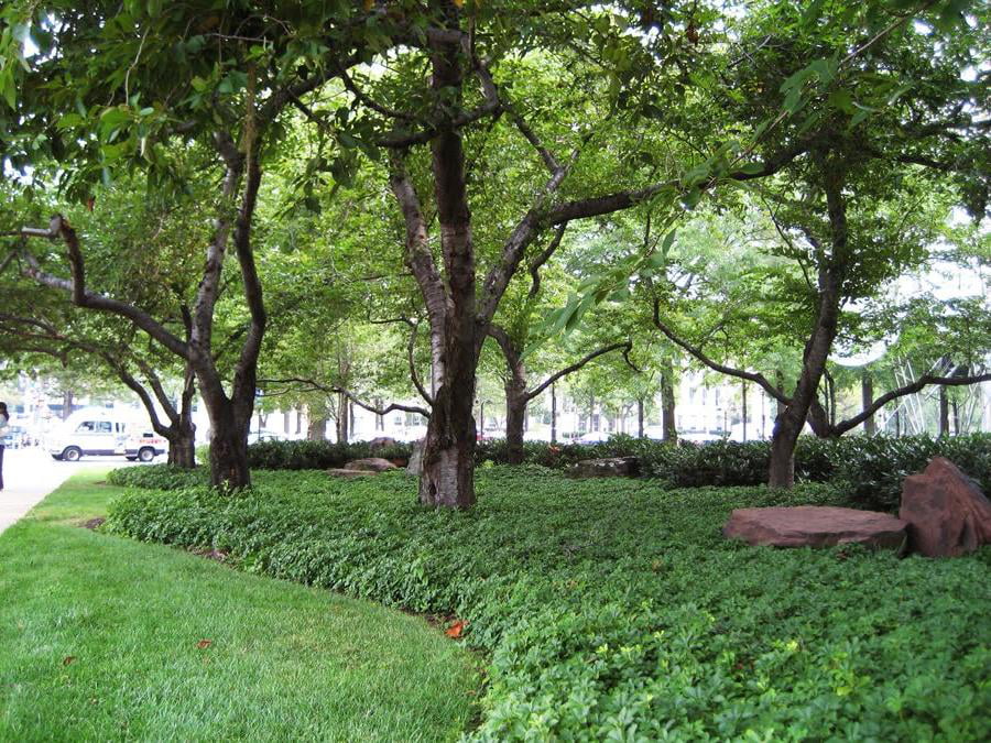 Classy Groundcovers - Pachysandra terminalis  {50 Bare Root Plants}