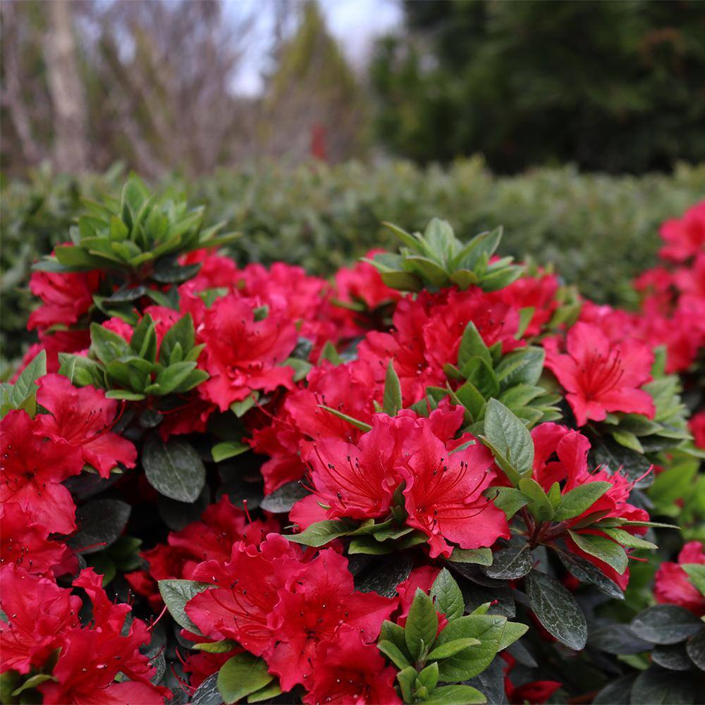 PROVEN WINNERS 2 Gal. Perfecto Mundo Red Azalea Shrub with Red Flowers 18181