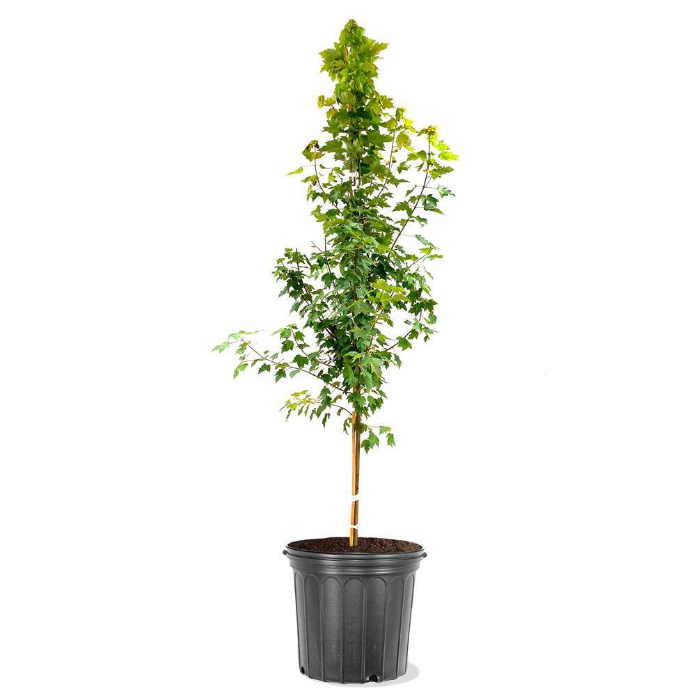 #1 Windmill Palm (2-Pack) THD00097