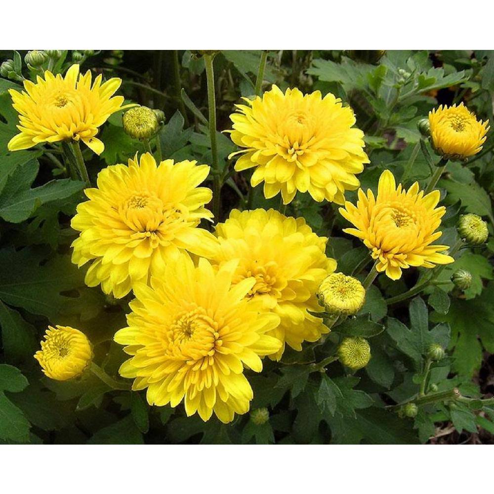 BELL NURSERY 6 in. Mum Yellow Live Annual Plant (2-Pack) CHMUM6YEL2PK