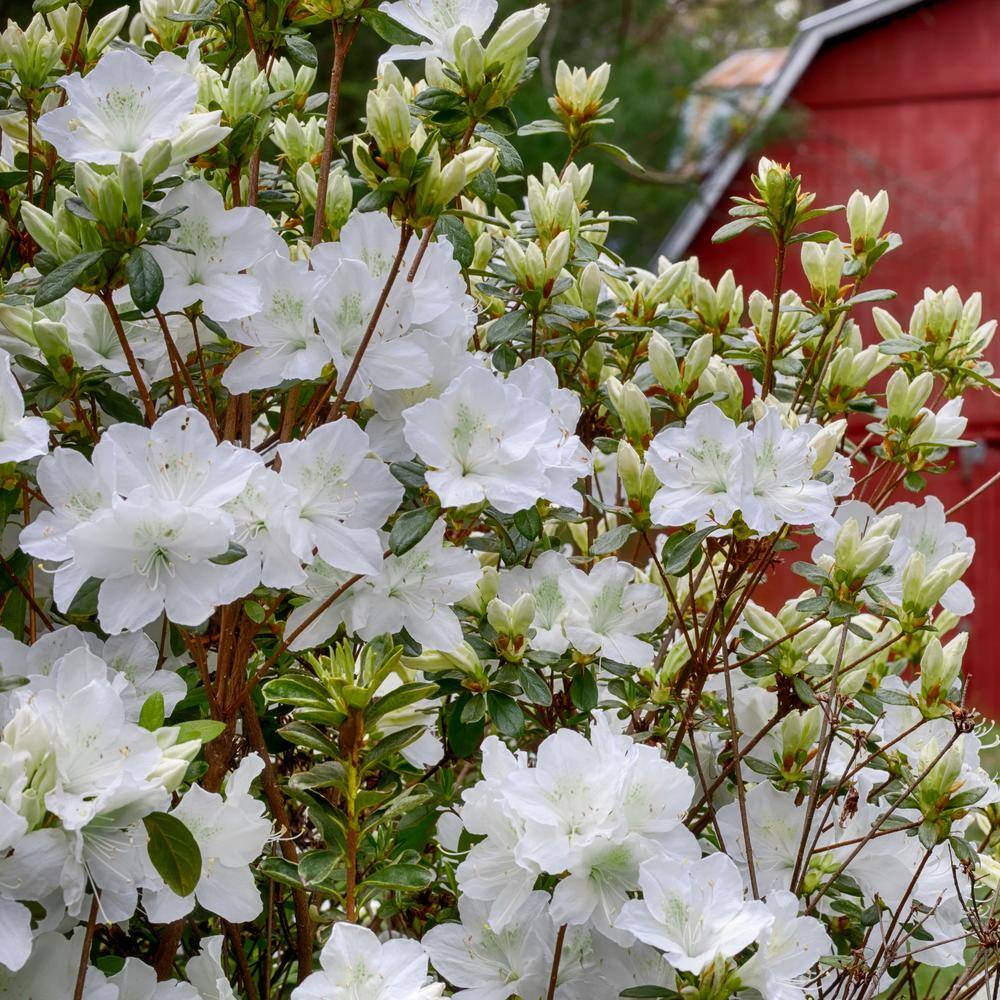 national PLANT NETWORK 2.25 Gal. Azalea Glacier Flowering Shrub with White Blooms HD7037