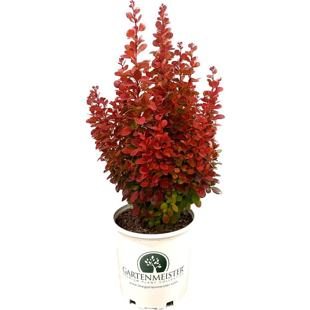 GARTENMEISTER 2.0 Gal. Barberry 'Orange Rocket' Berberis t. 'Orange Rocket' Shrub with Bright Orange Foliage O09172M