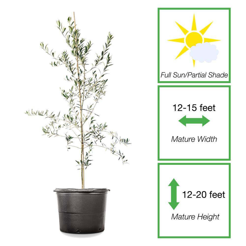 4 ft. -5 ft. Arbequina Olive (2-Pack) THD00131