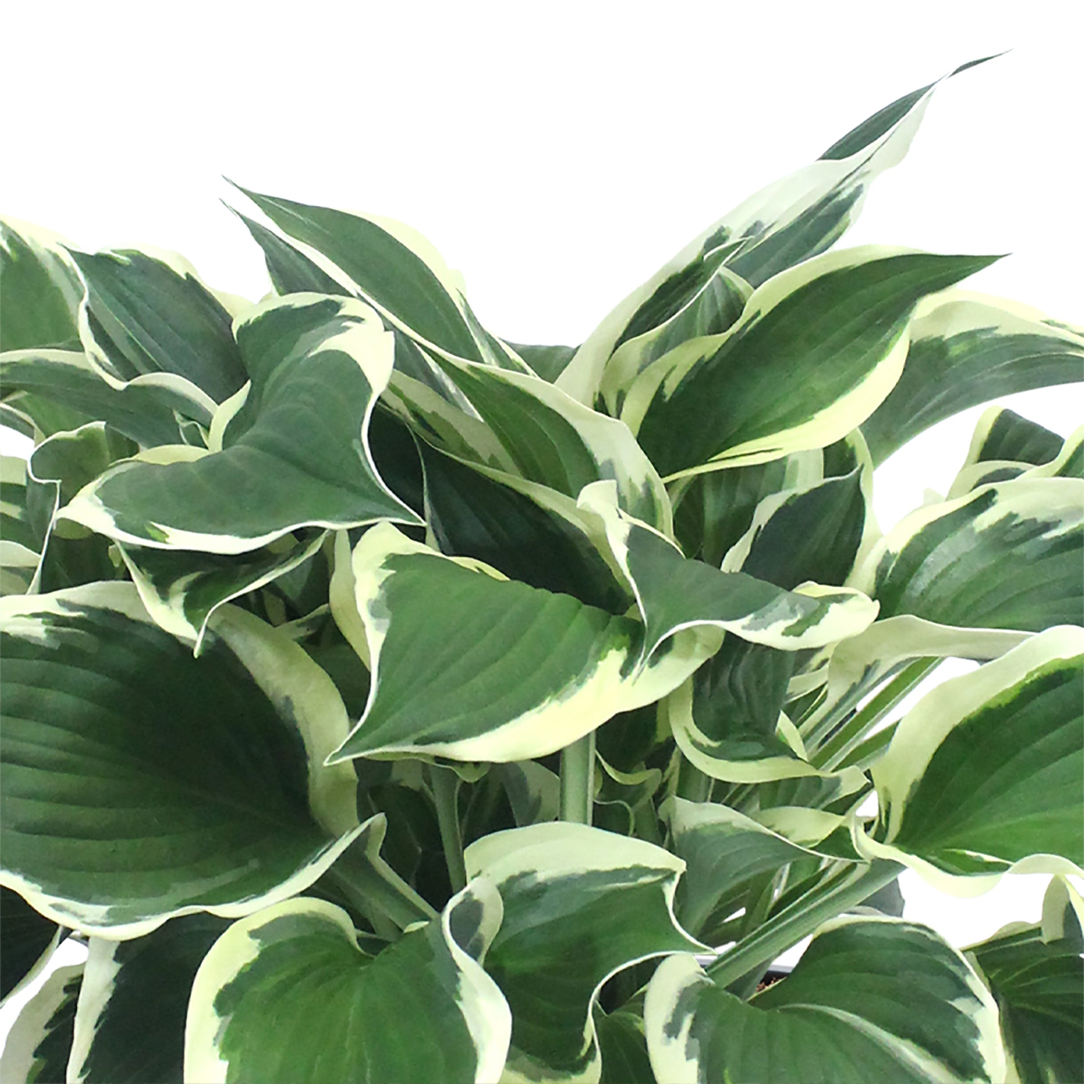 Better Homes and Gardens 2.5QT White Variegated Hosta Live Plants (3 Pack) with Grower Pots