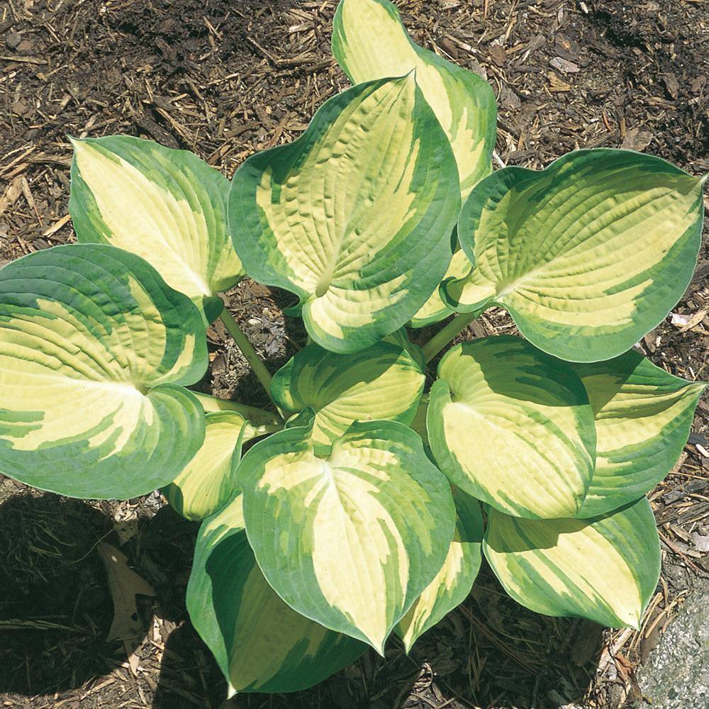 Vigoro 2 QT Hosta 'Rainforest Sunrise' Perennial Plant 1007426702