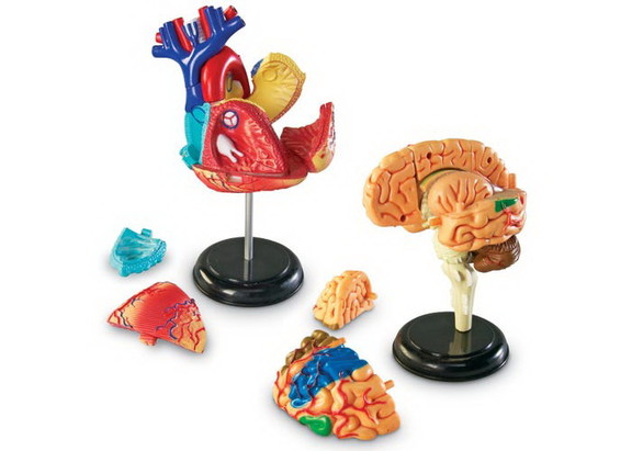 Learning Resources LER3338 Anatomy Models Set